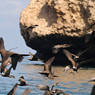 Paul Nevin Socotra Island travel Seabirds